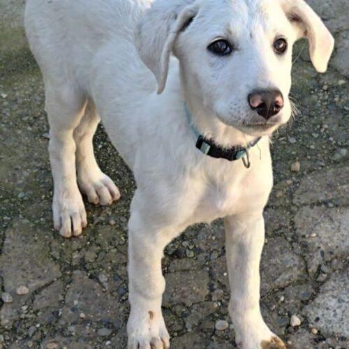 Sole - Maschio  - 2 Mesi (Nato Indicativamente Il 20 Agosto 2025)  - Meticcio  - Taglia: Medio Contenuta  